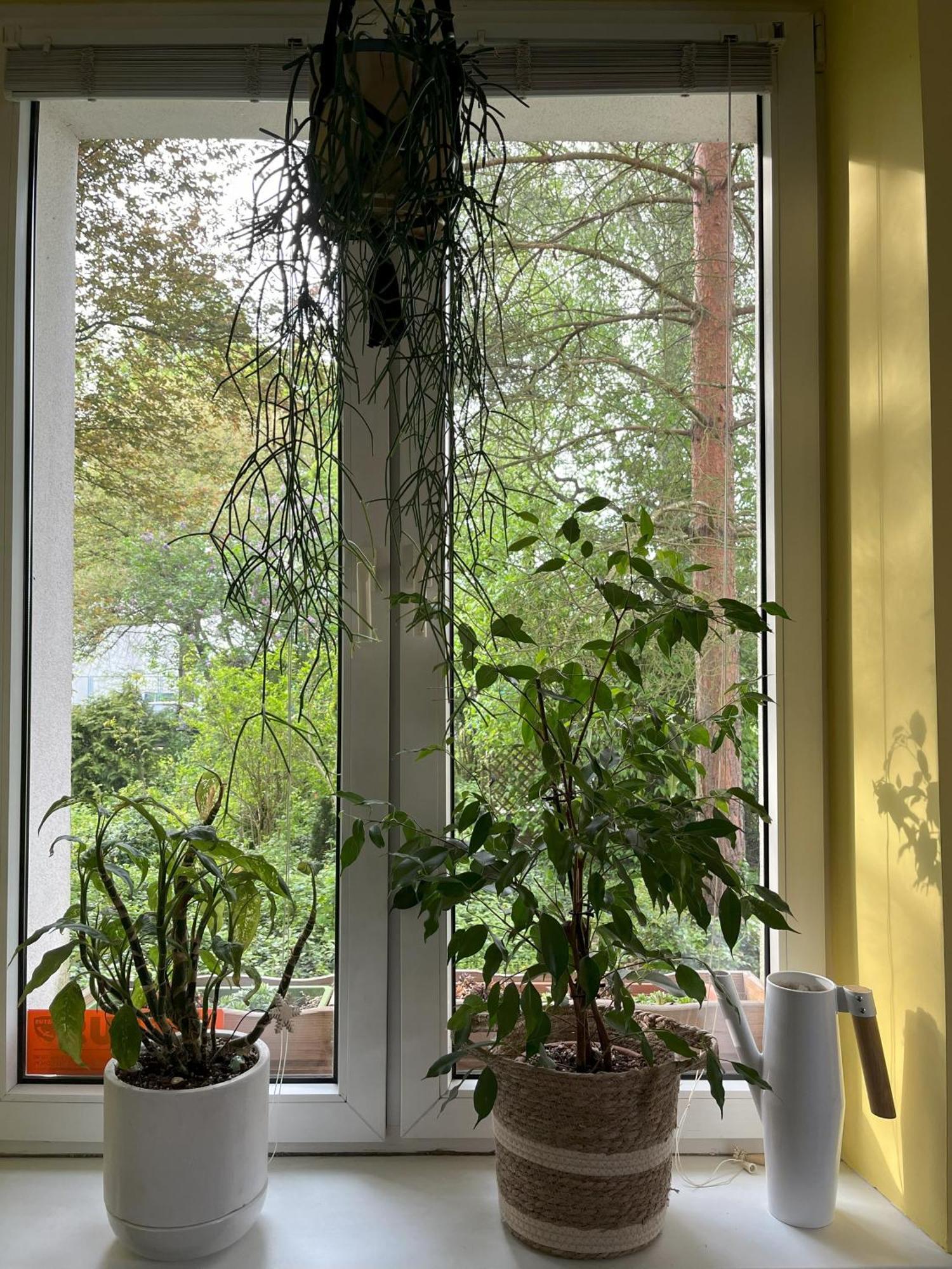 Greenthumb Praska Krakow Bagian luar foto